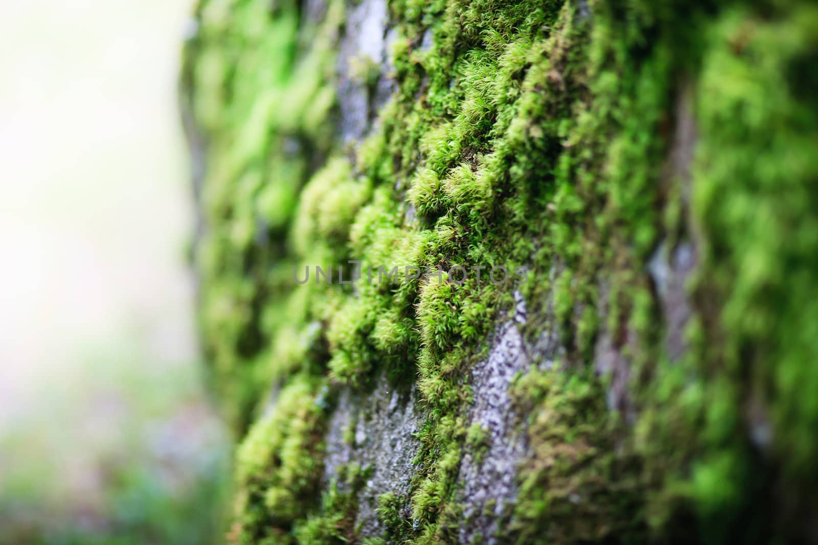 close-up of green fresh moss on growing on big stone