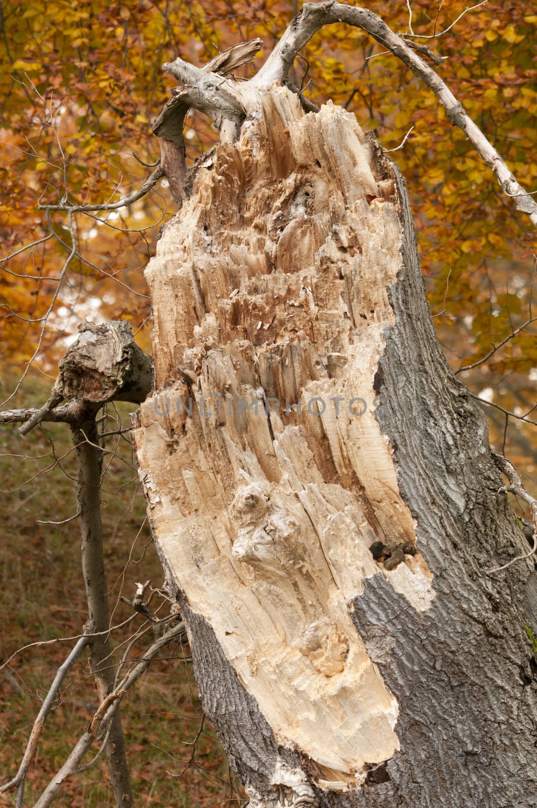 Oak Tree stump in autumn