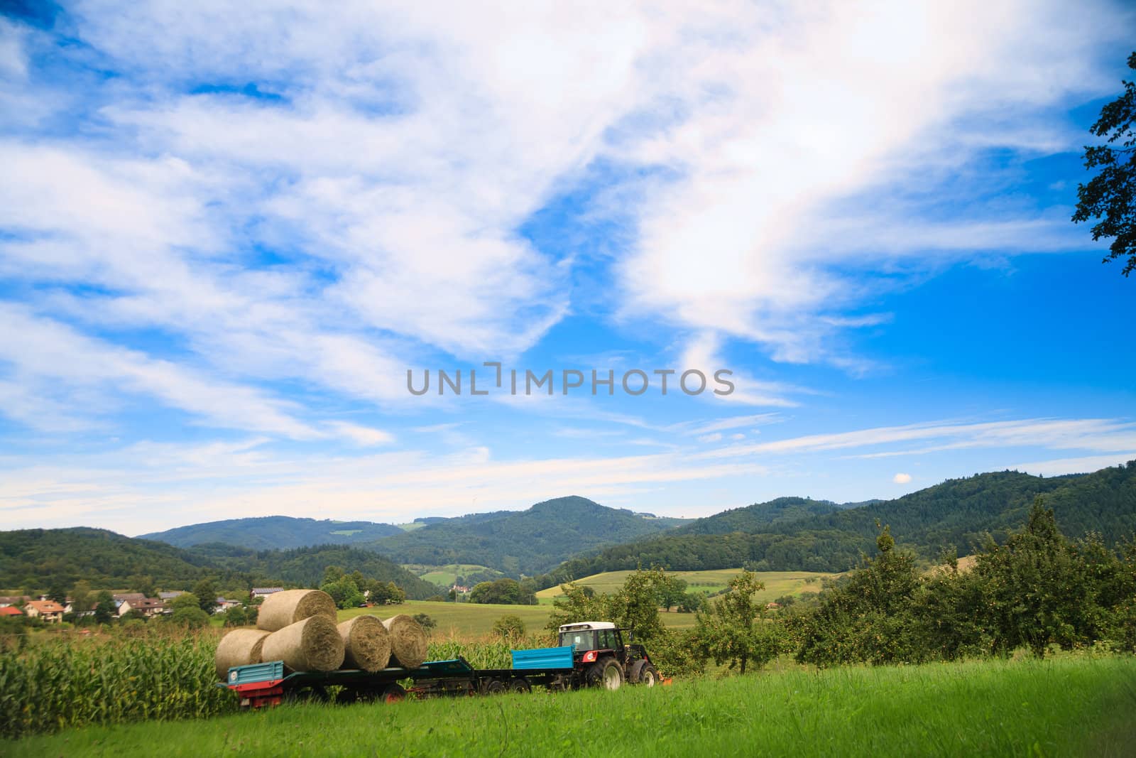 a farmer driving throw corn field under bug blue sky