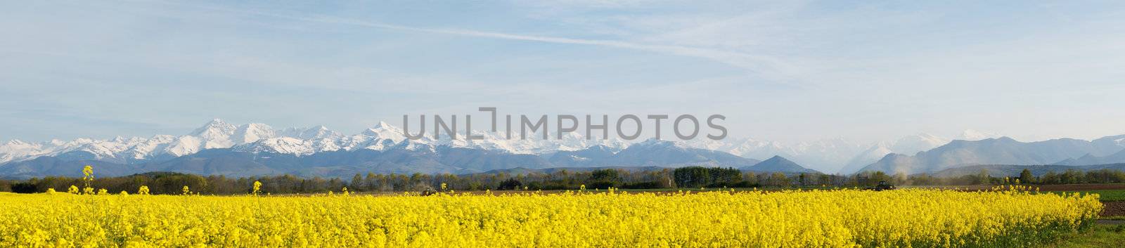 Panoramic landscape of a rapeseed with French Pyrenees mountains in the background