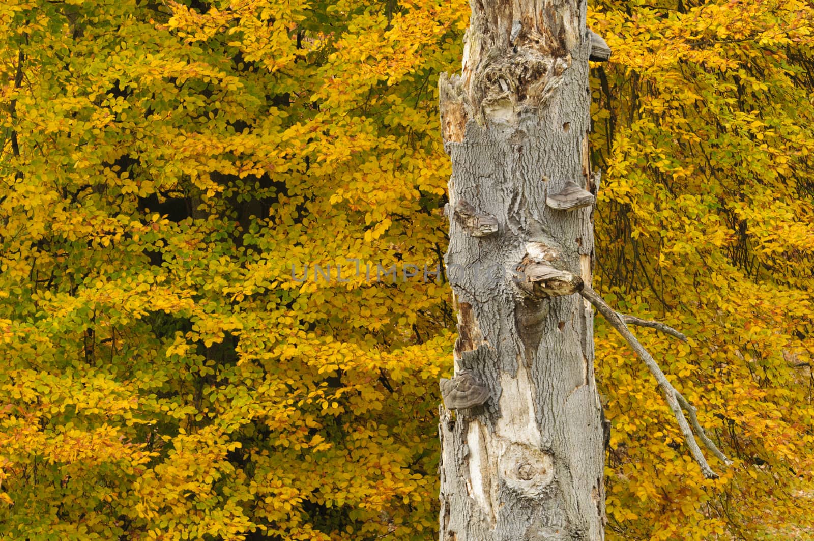 Trees in autumn with yellow, red and orange leaves