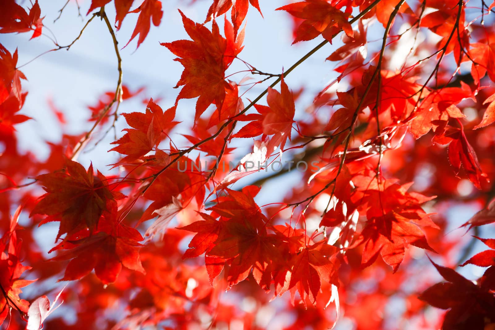 autumn by anobis