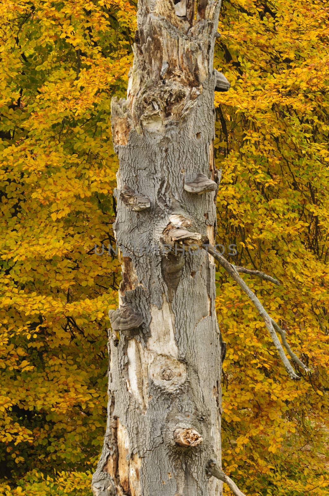 Trees in autumn with yellow, red and orange leaves