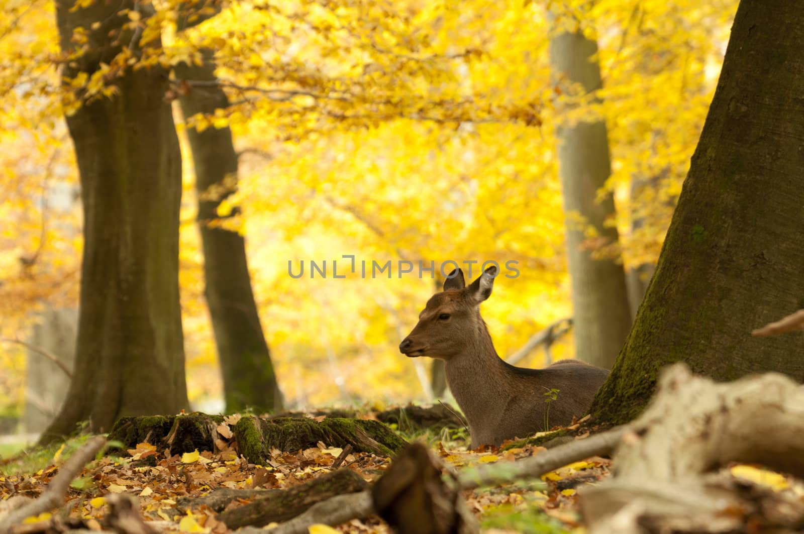 Female red deer sitting on a wood ground in autumn