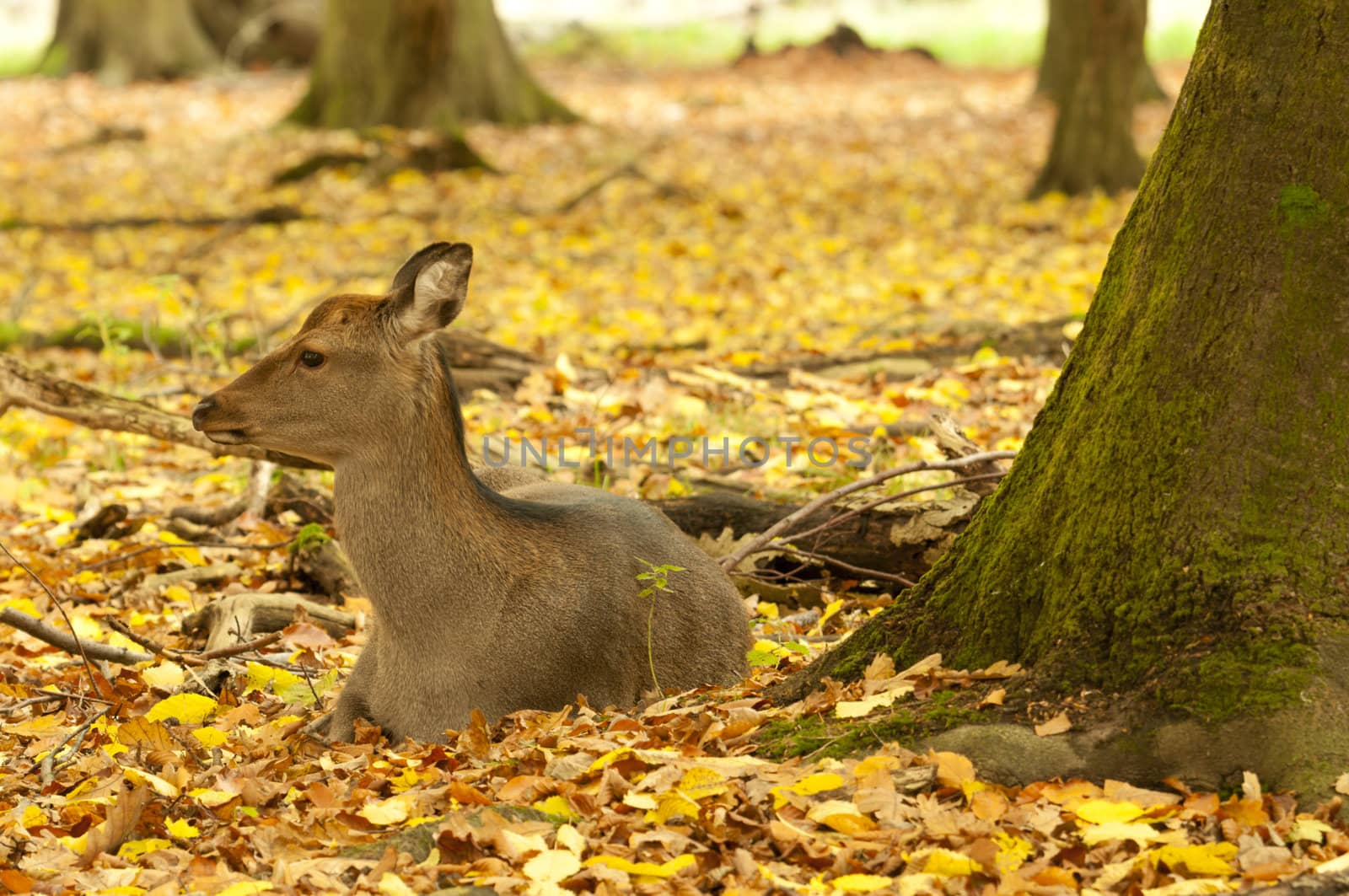 Female red deer sitting on a wood ground in autumn