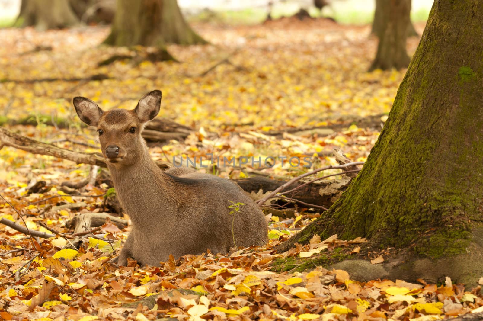 Female red deer sitting on a wood ground in autumn