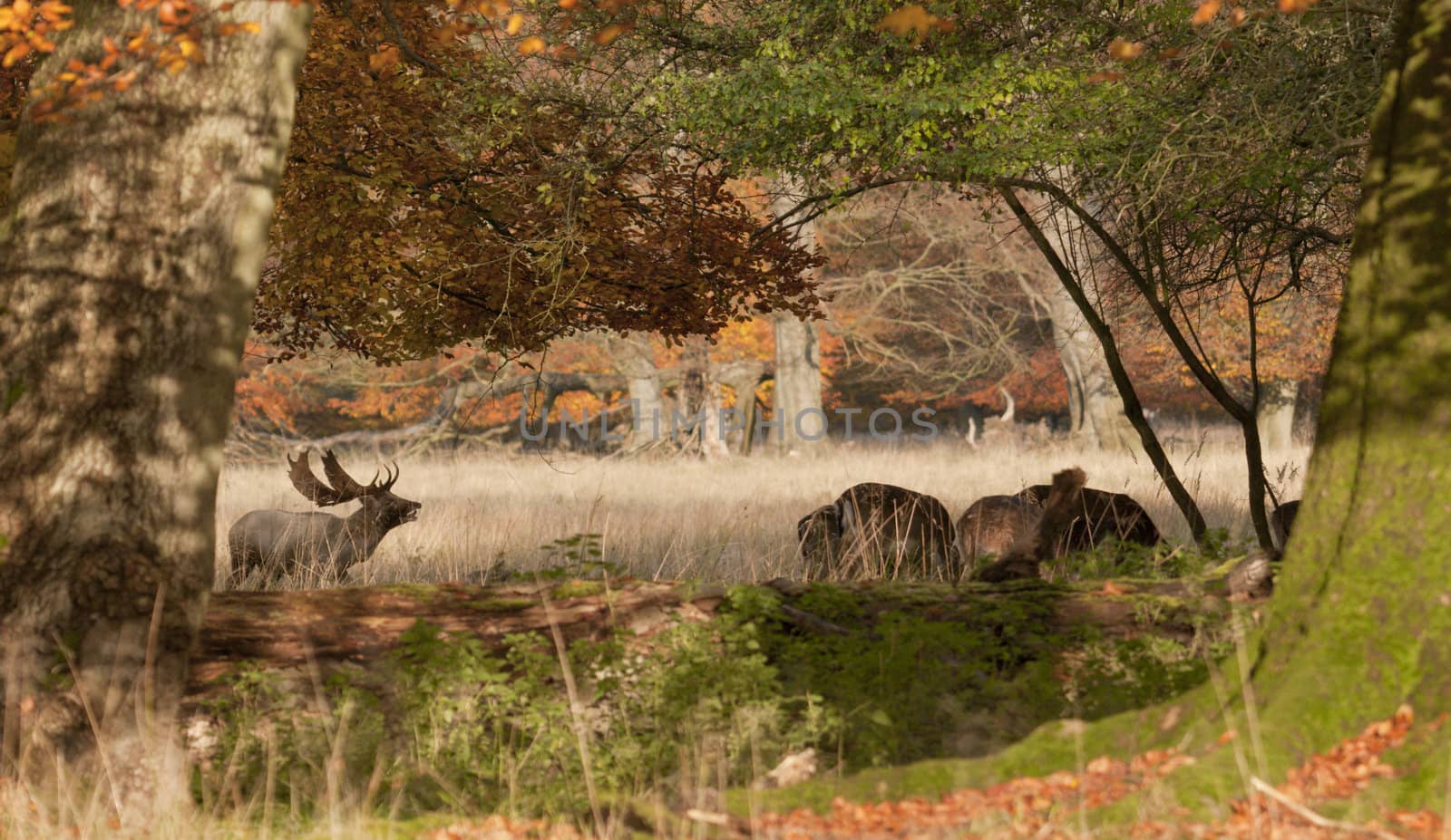 Male and females fallow deer under trees in autumn