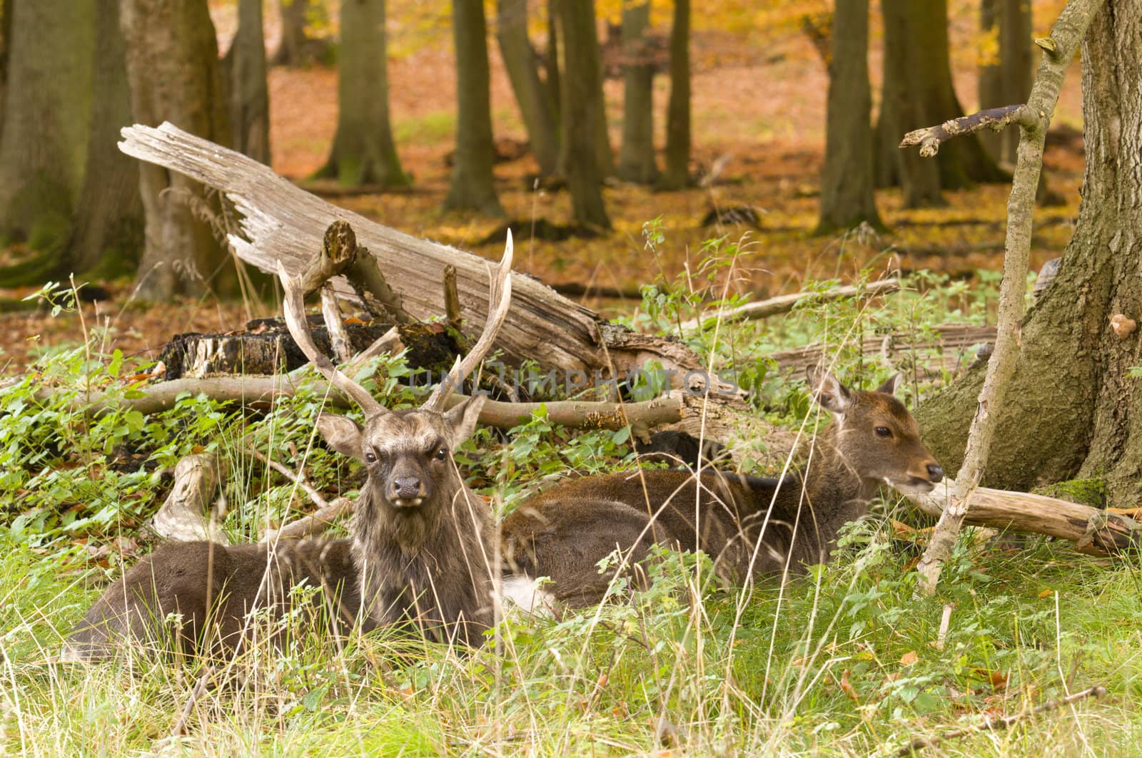 Male and Female red deer sitting on a wood ground in autumn
