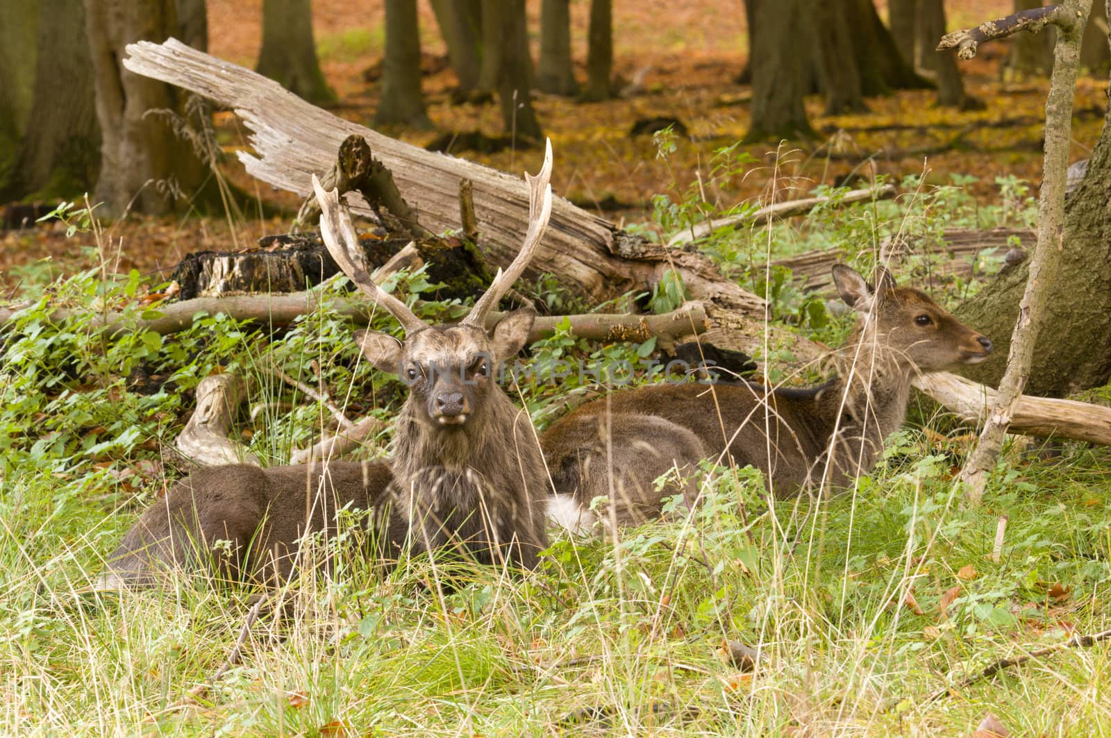 Male and Female red deer sitting on a wood ground in autumn