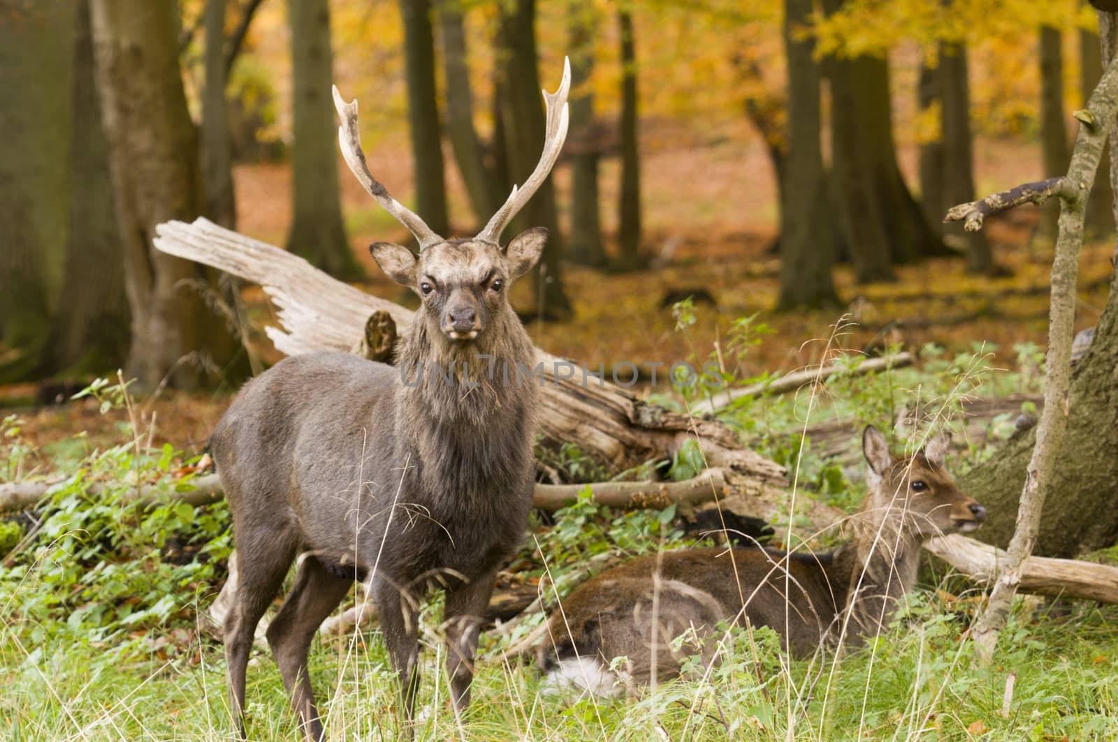 Male and Female red deer sitting on a wood ground in autumn