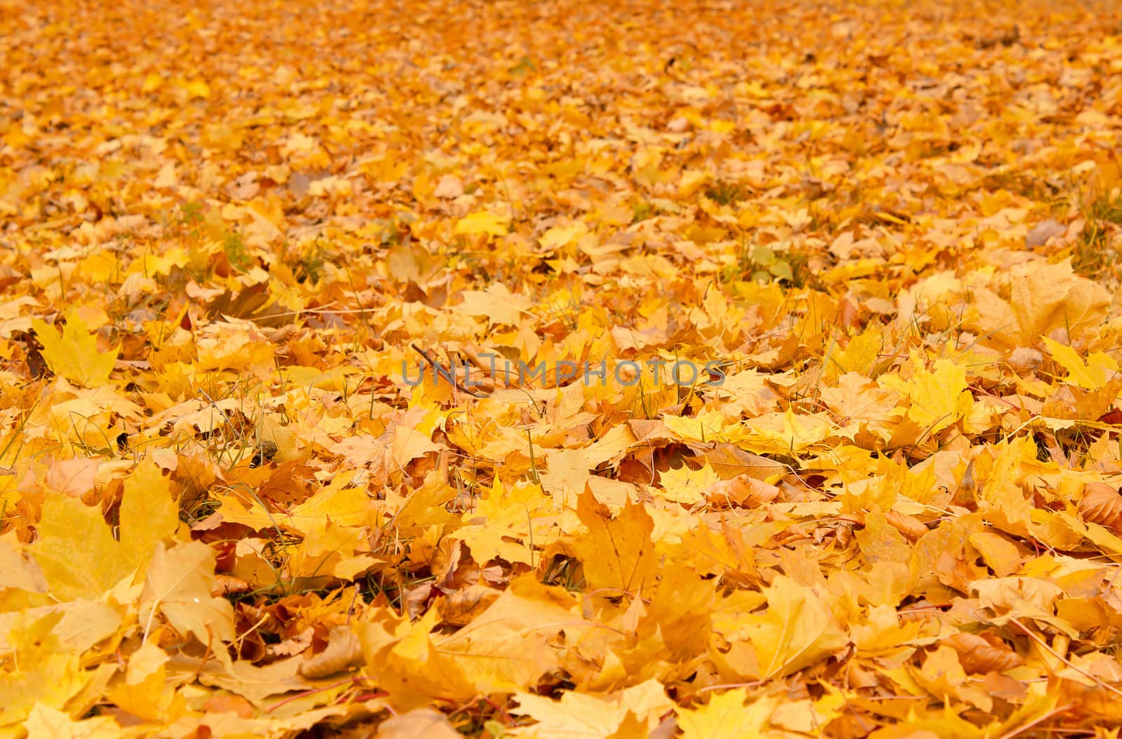 Fall orange autumn leaves on ground  by artush