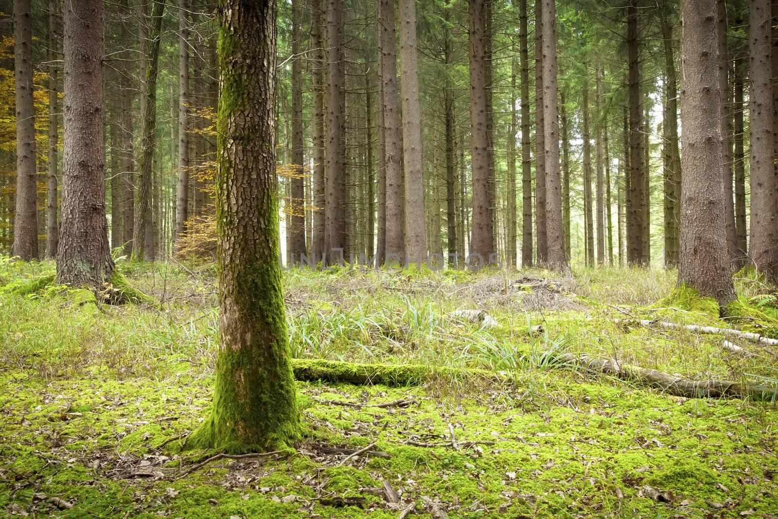 An image of a nice autumn forest background