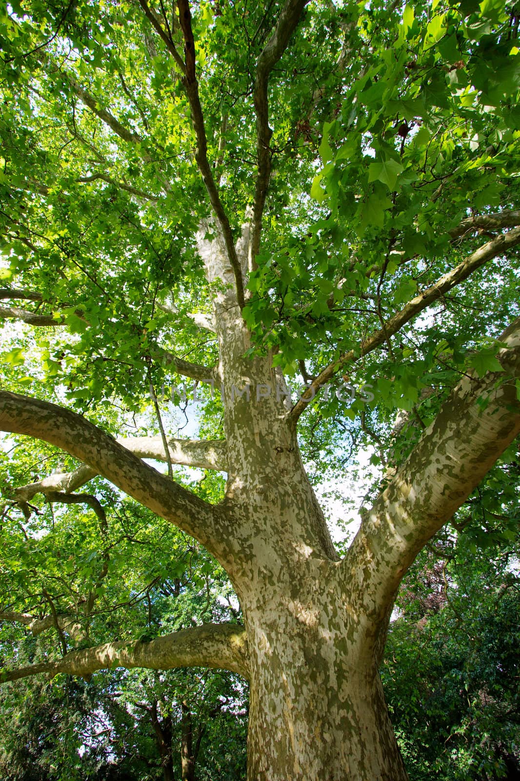 Big plane tree with lush foliage