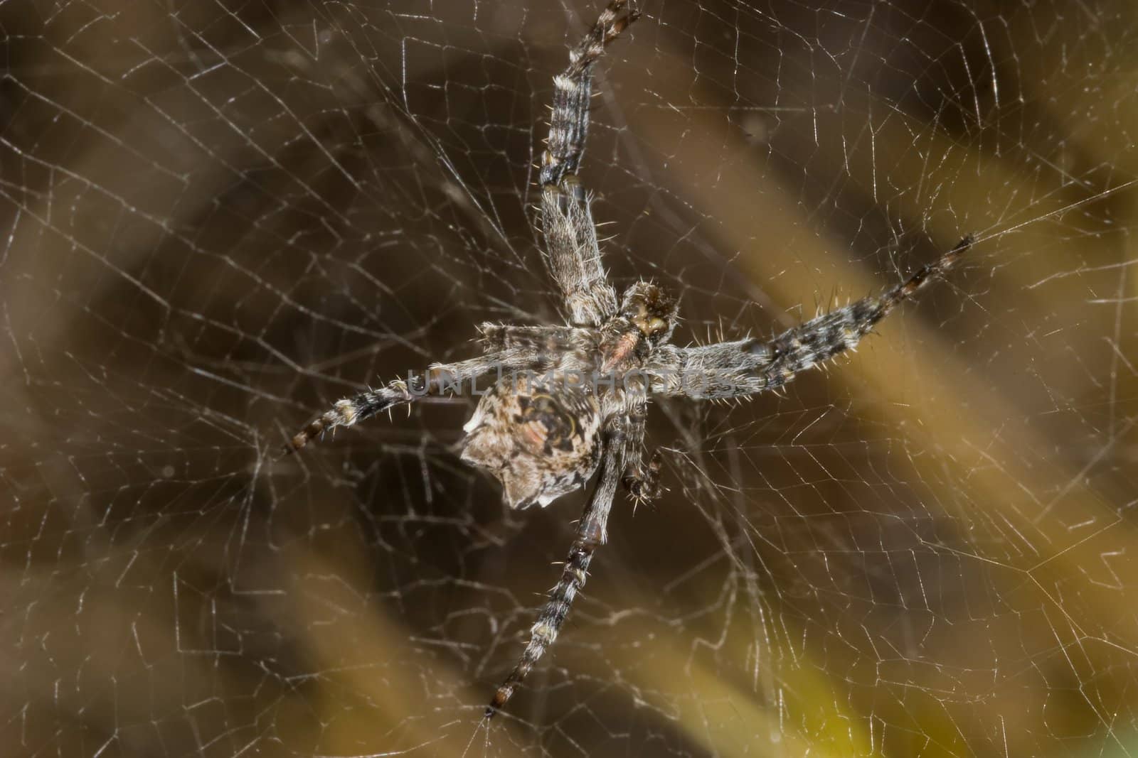 A Spider( Cyrtophora citricola ) hanging in  spider's web