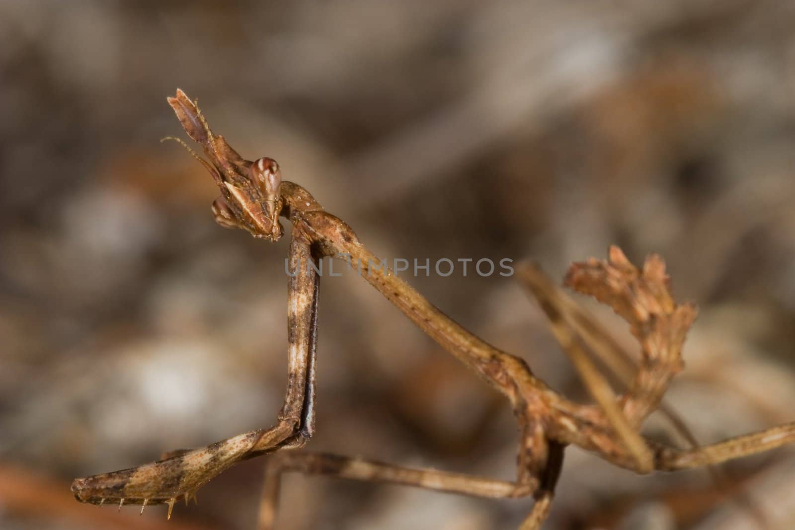 An insect of the family of the mantis, concretely an Empusa pennata