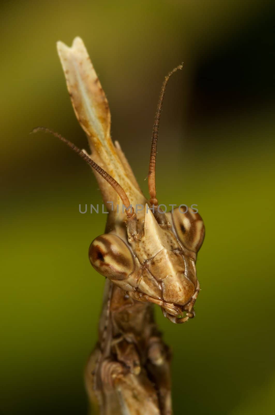 An insect of the family of the mantis, concretely an Empusa pennata