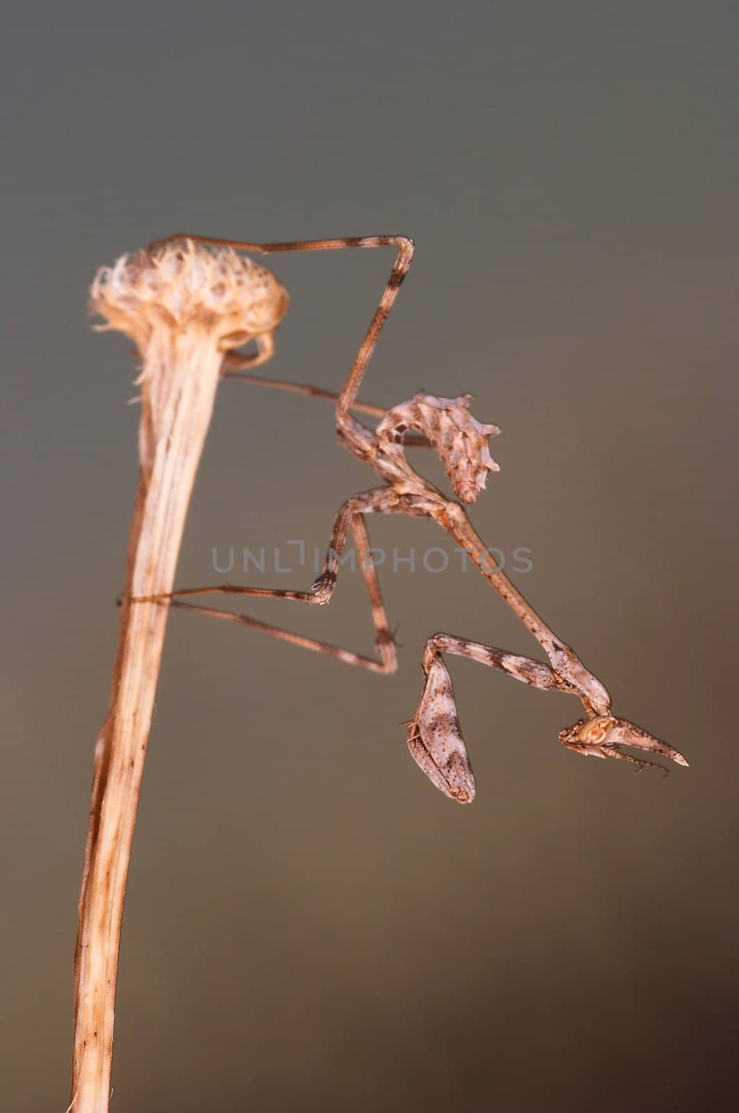 An insect of the family of the mantis, concretely an Empusa pennata