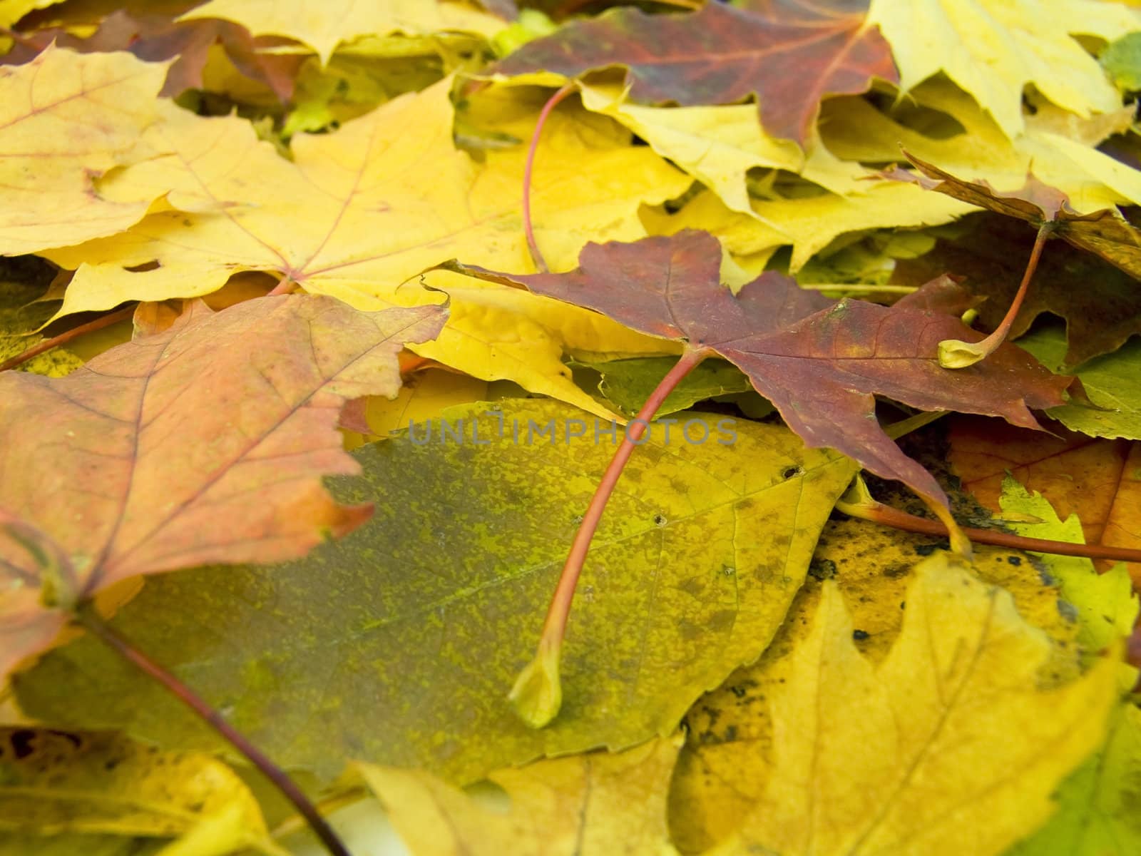 the  beautifu autumn leaves season  background