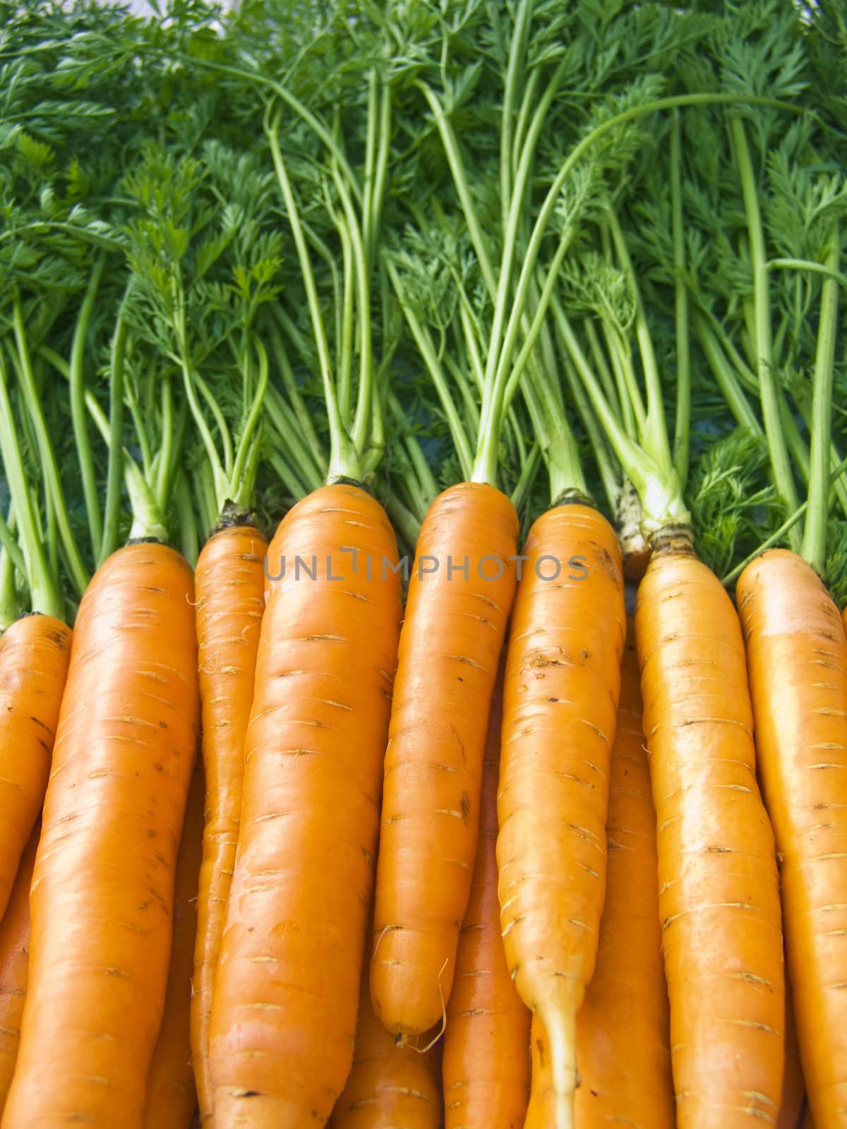 A pile of beautiful carrots on a counter