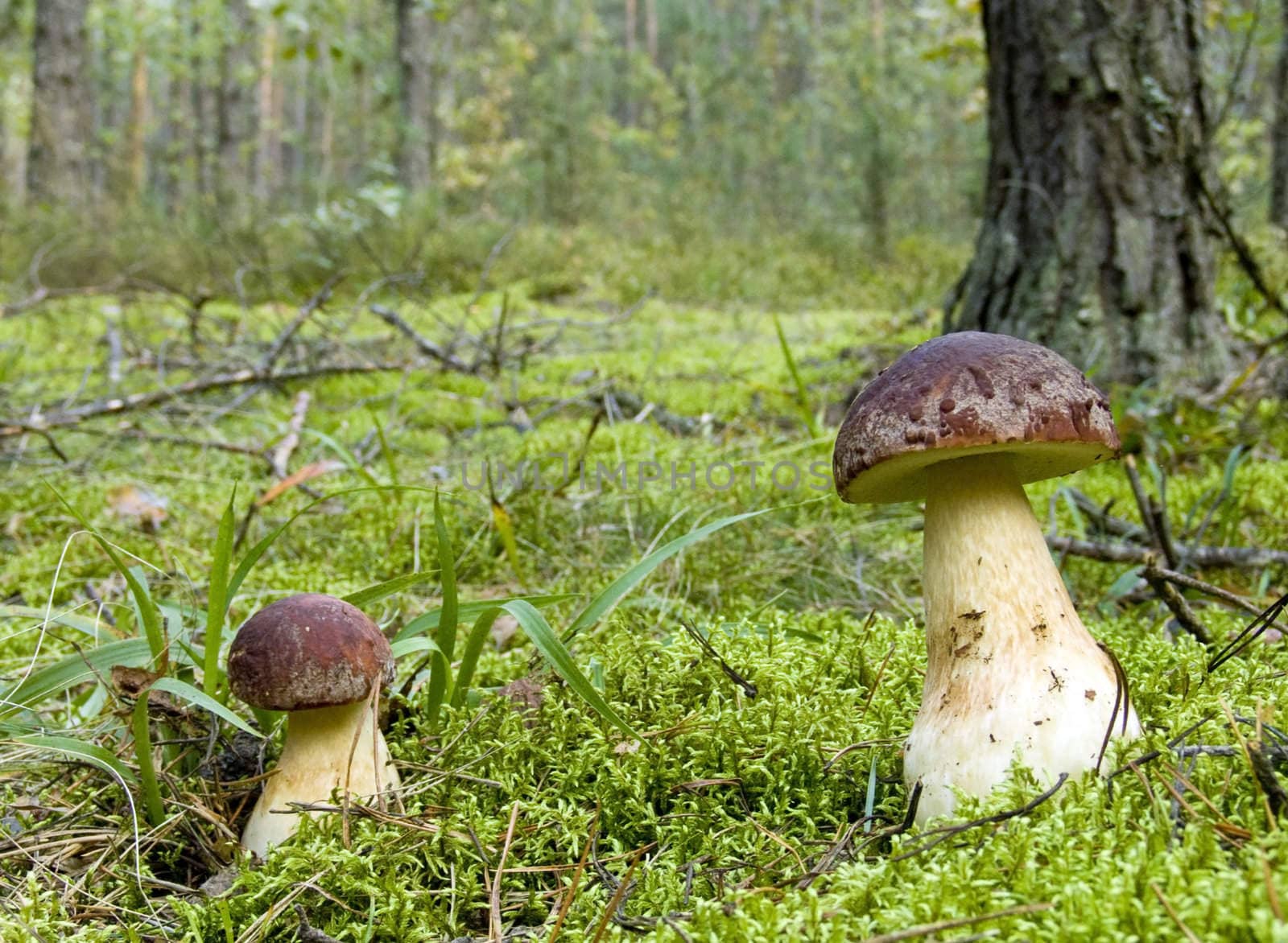 The fantastic, beautiful two ceps in the sunny wood