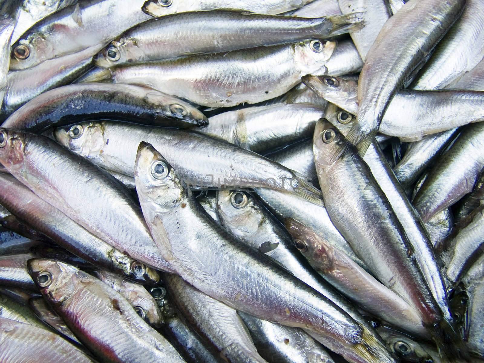 A pile of beautiful small fishes on a counter