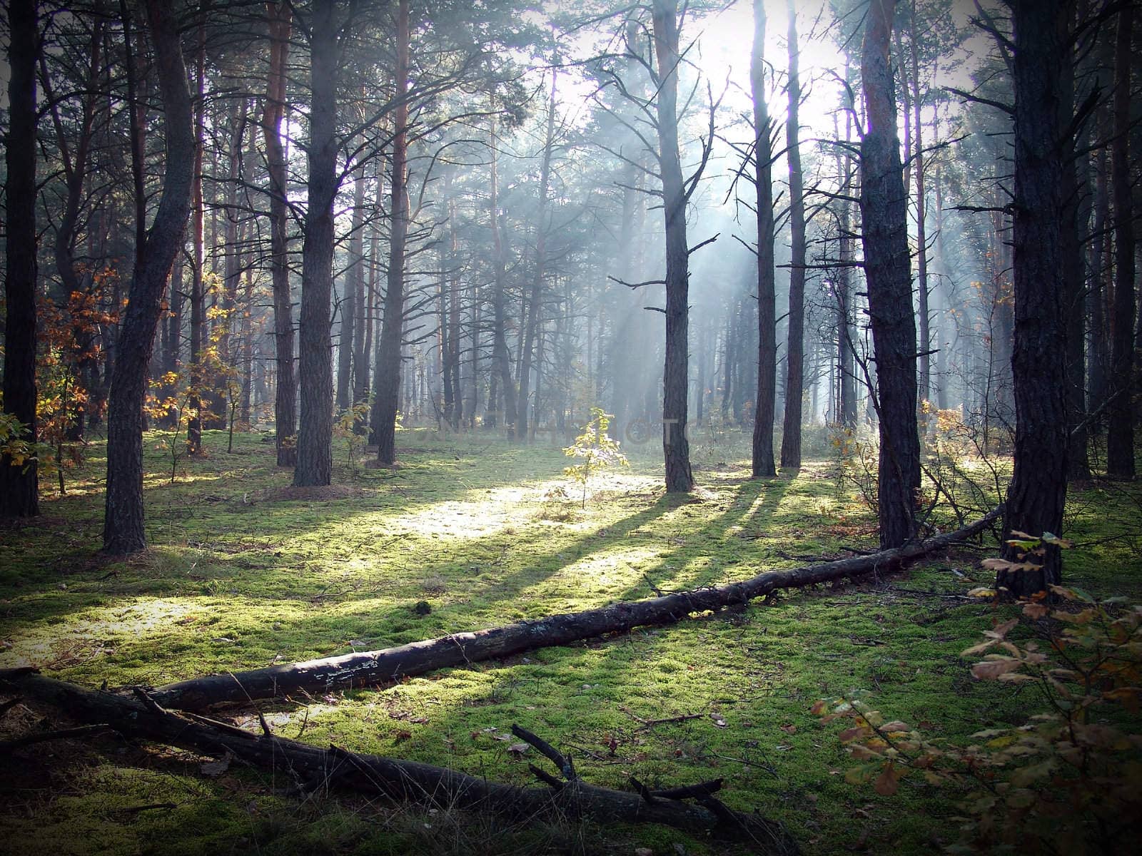 Wood in the beautiful morning sunbeam                        