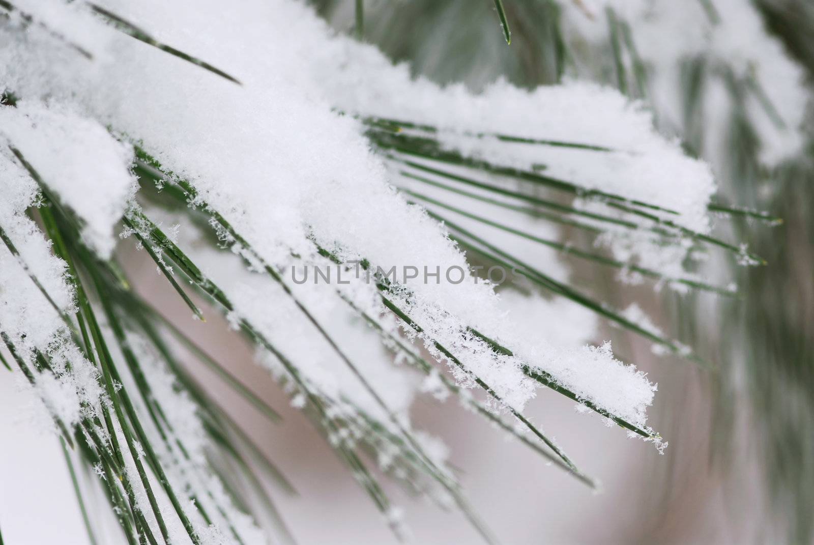 Pine needles covered with fluffy snow, macro with snowflakes visible