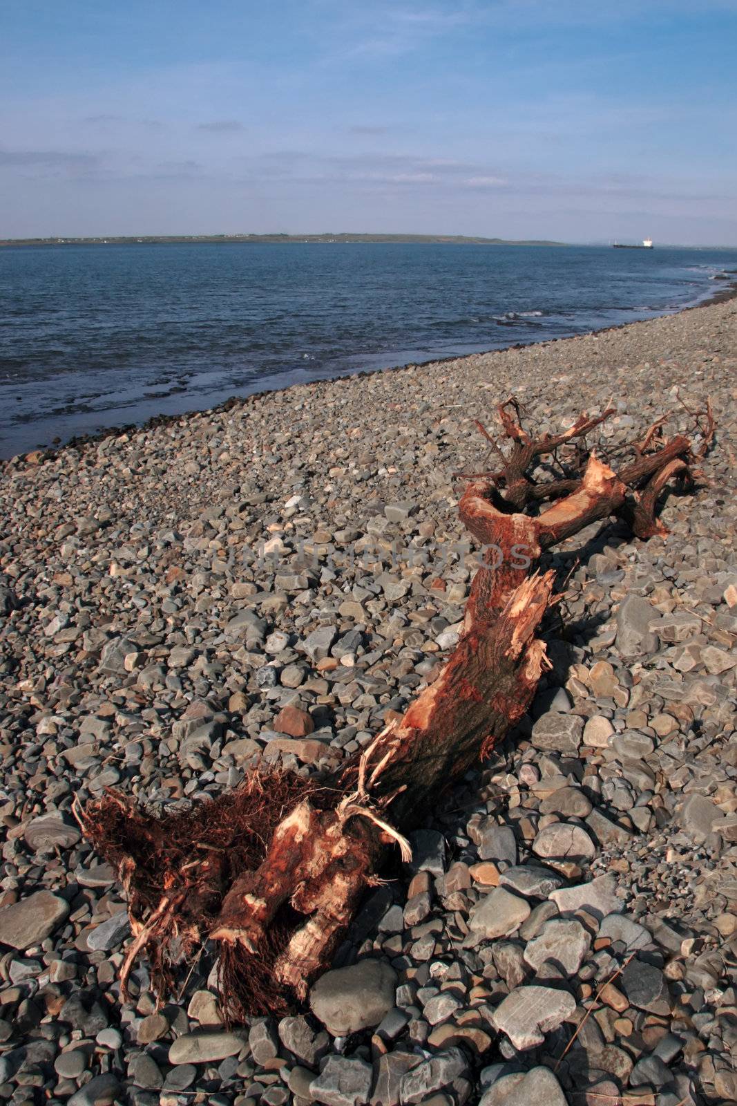 driftwood washed up on the shore in the west coast of ireland