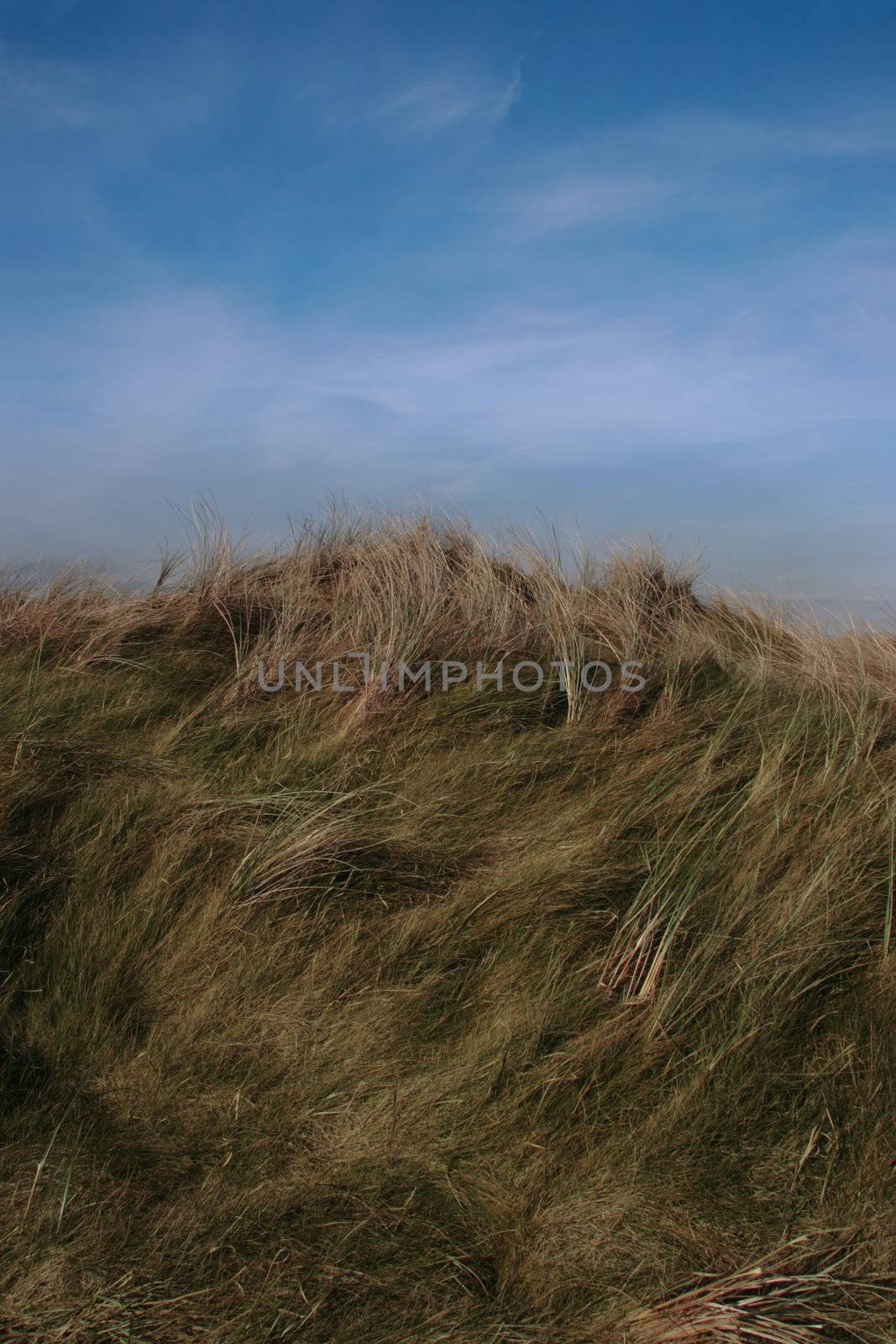 tall grass on sand dunes on the west coast of ireland