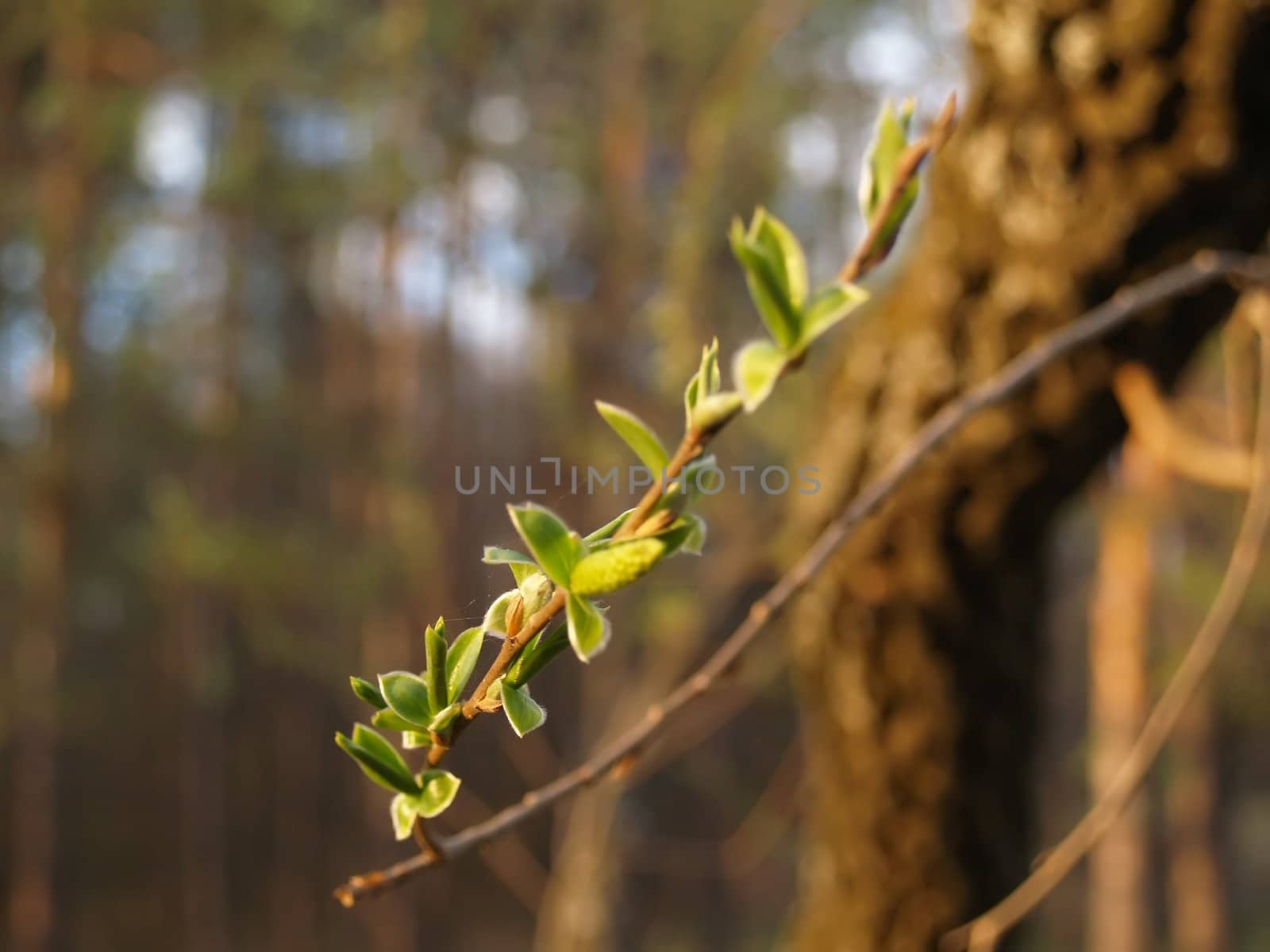 Tree branch whit a new leafs and buds at spring