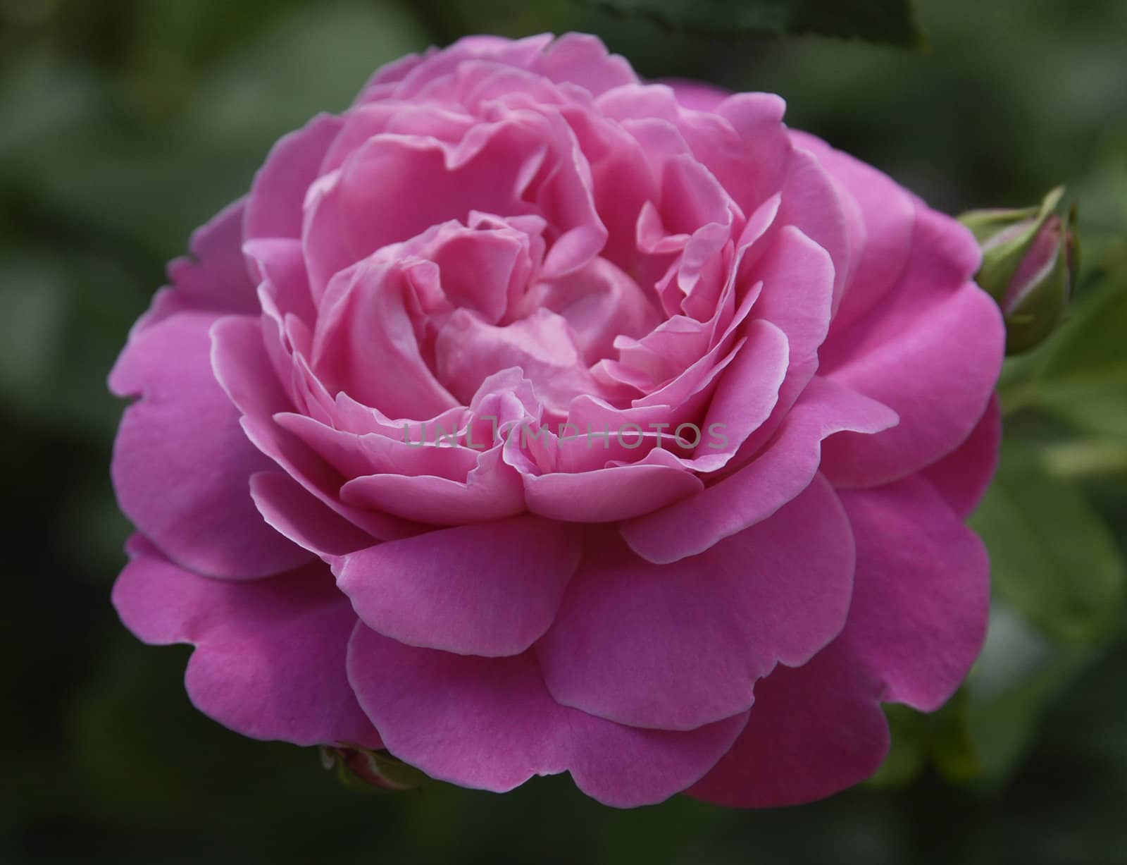 Rose-Pink 'Mary Rose' rose flower