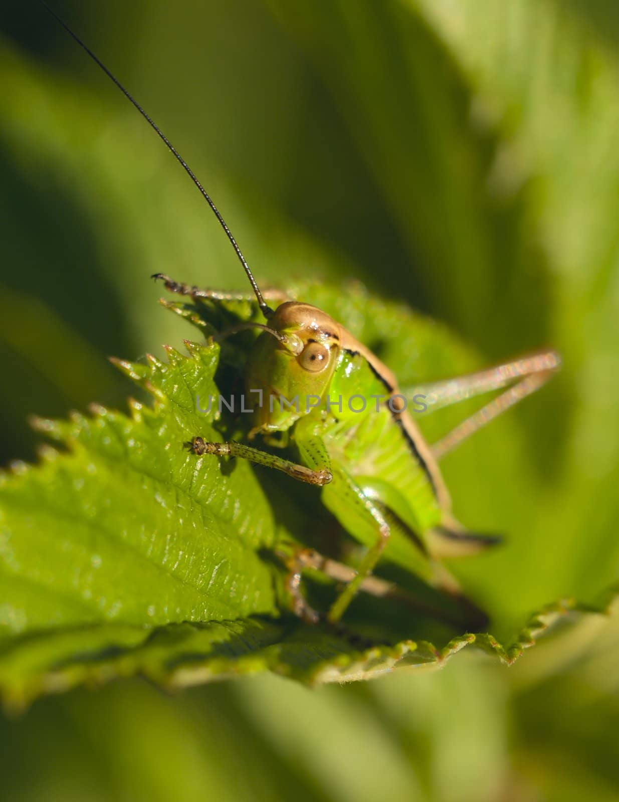 Close-up photo of Tettigonia viridissima (Green Grasshoper)