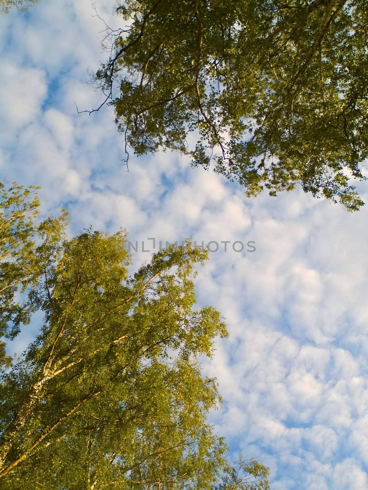 Two trees crowns with a copy space on a sky background