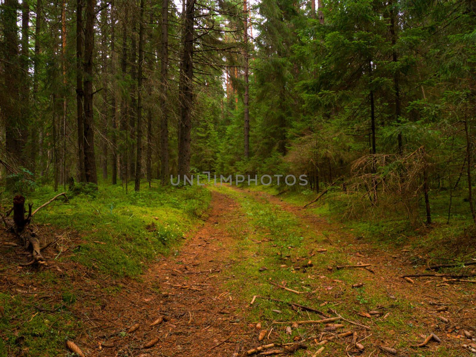 overgrown footpath in a dense forest