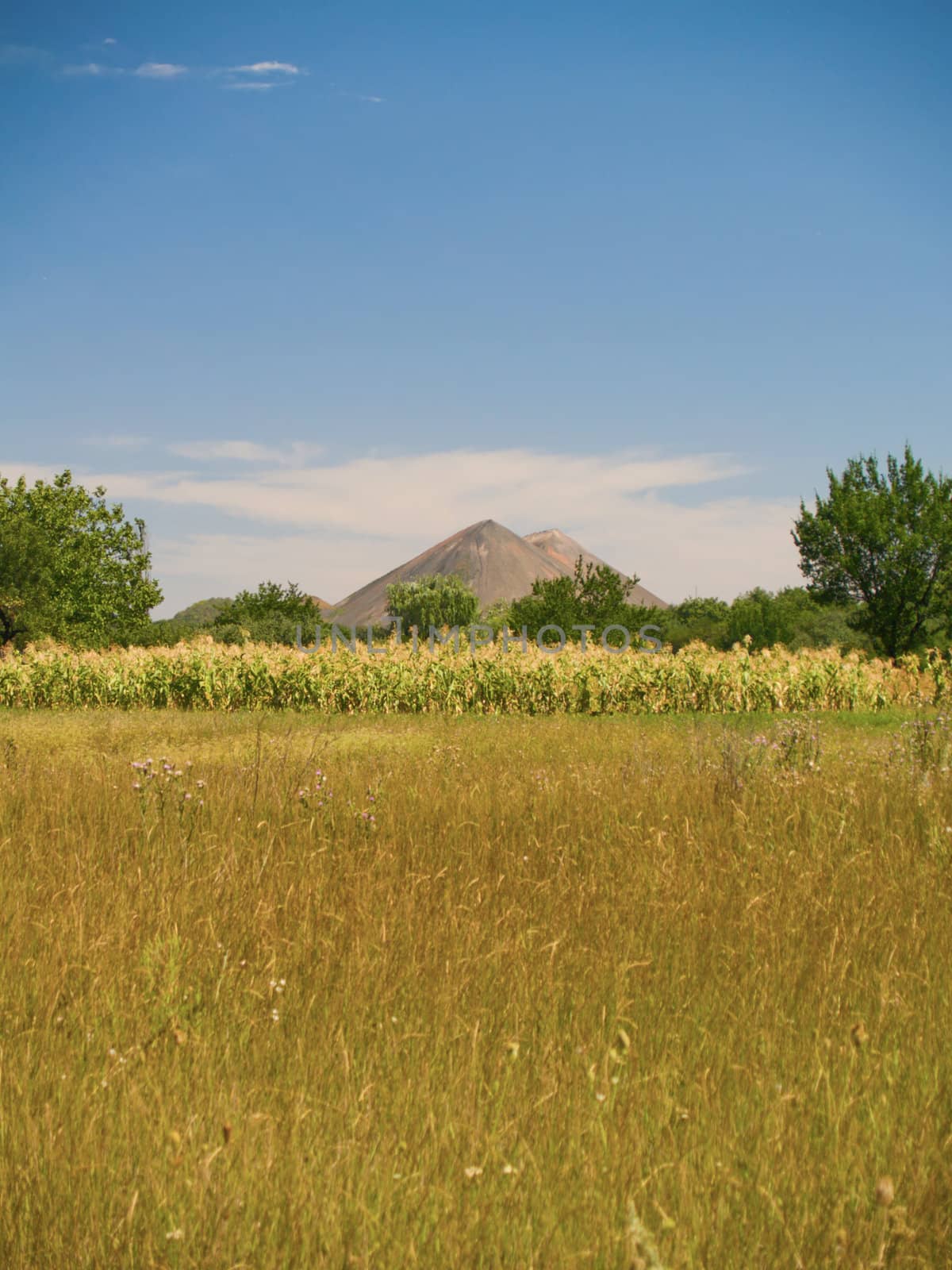 Ukrainian landscape with shlagheap (pit refuse heap) and corn field