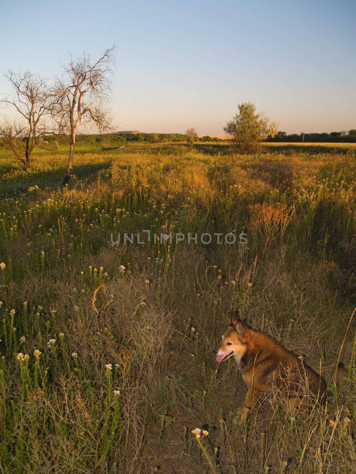 Dog on a meadow by liseykina