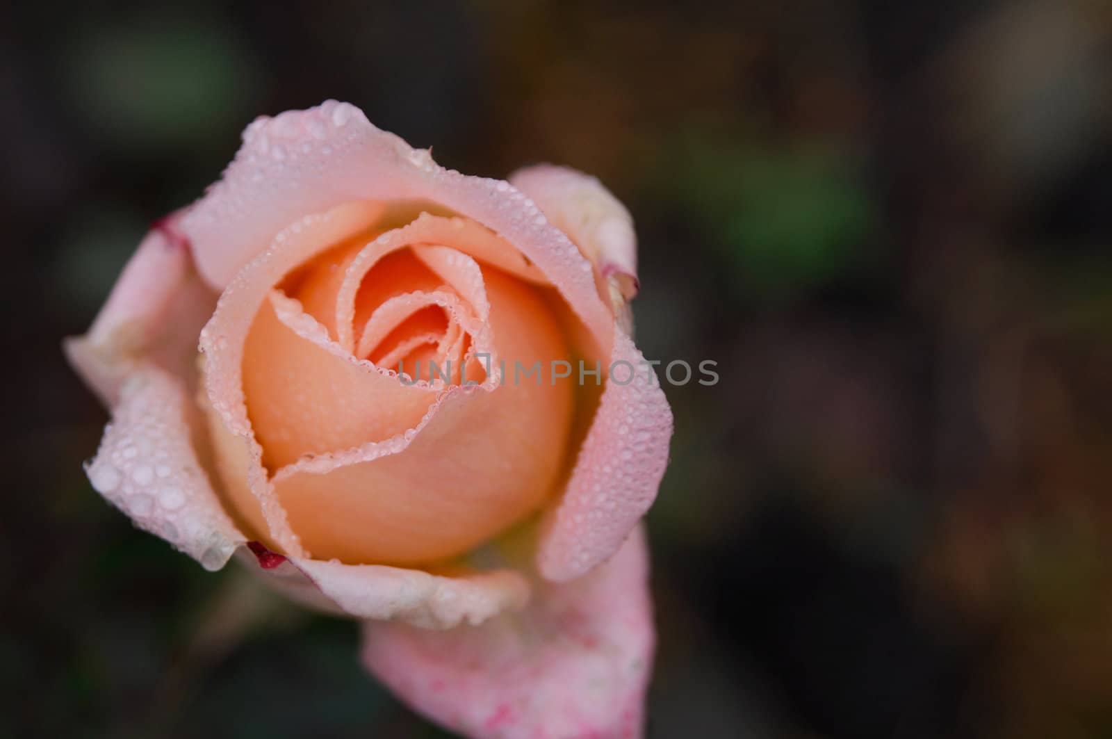 Bud of 'Ruffles Dream' rose in a dew