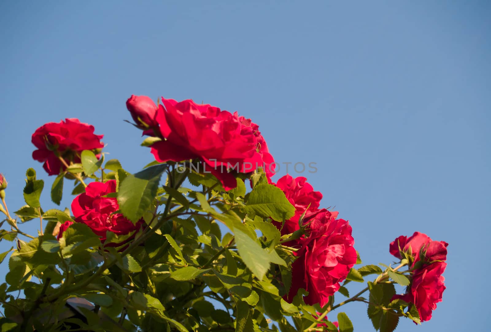Bouquet of red garden roses on sky background. Illuminated by sun. Focus on right flowers