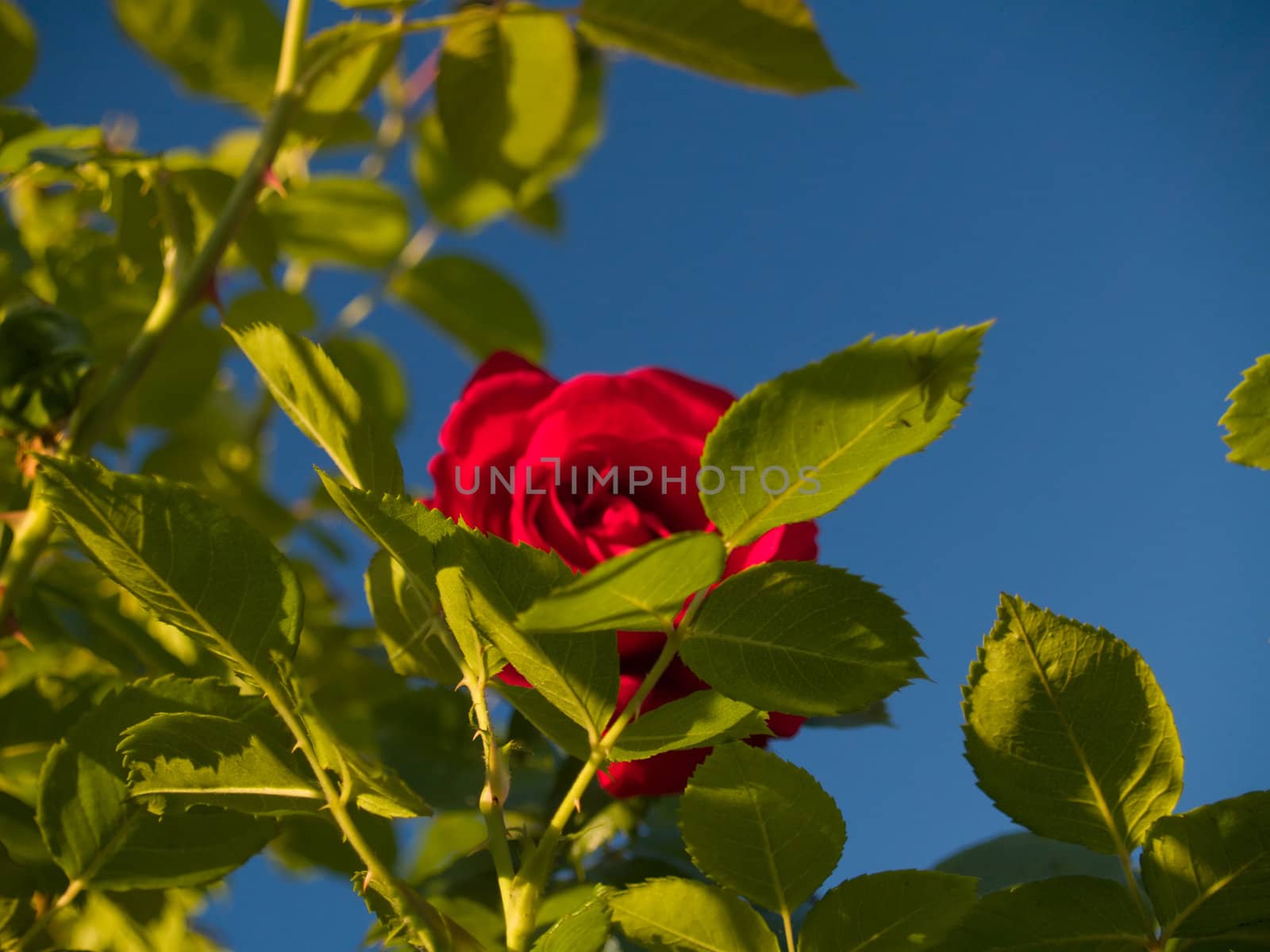 Natural frame made of red garden rose flower and leaves. Focus on nearest leaves. Flower blurred.