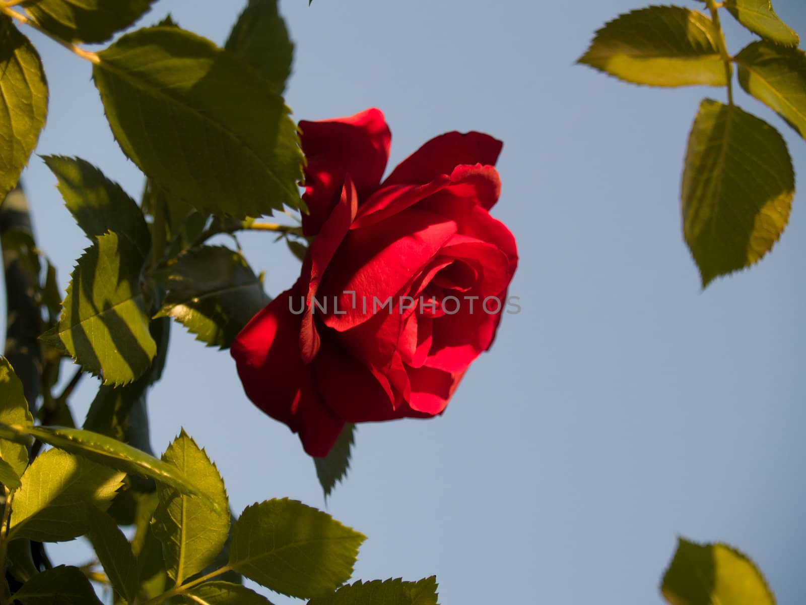 Natural frame made of red garden rose flower and leaves. Focus on nearest leaves and center of the flower