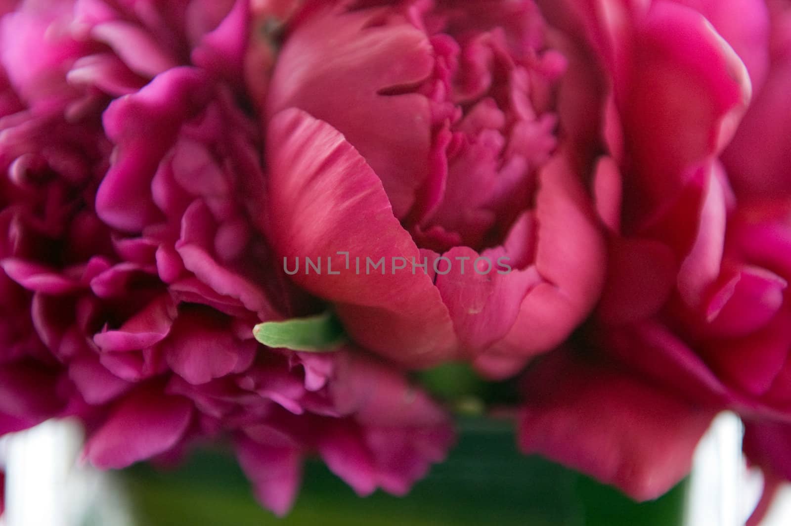 Pink flowers in a bouquet
