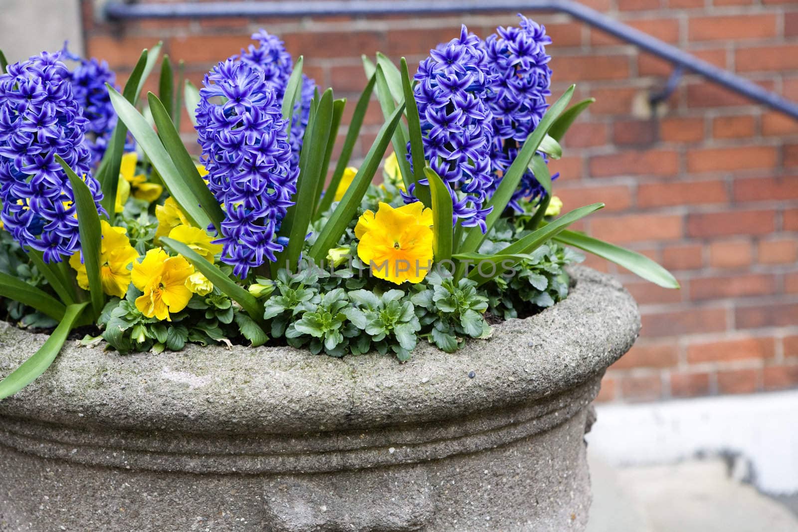 Decoration of street. Yellow violet and blue hyacinth