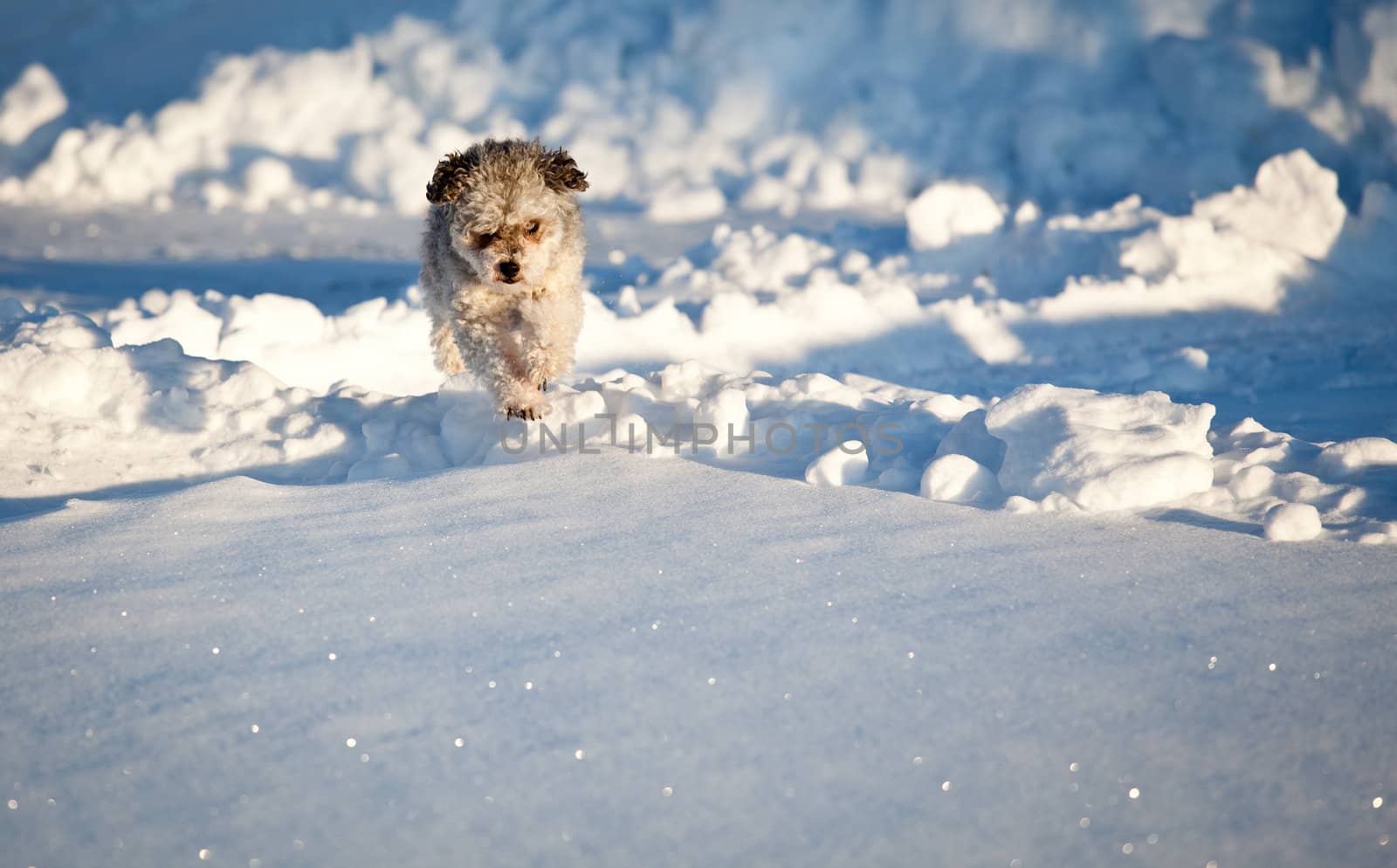 Small Yorkiepoo dog jumping above deep snow