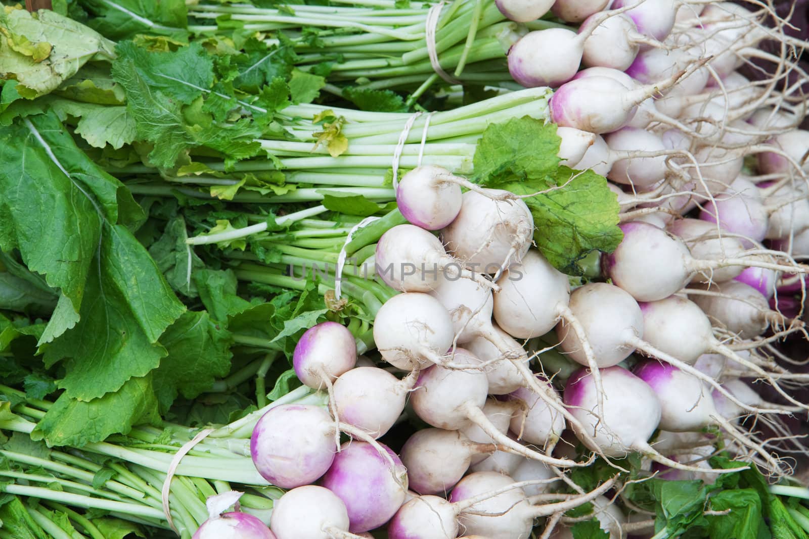 Pile of white and violet radishes at the farmers market with green leaves