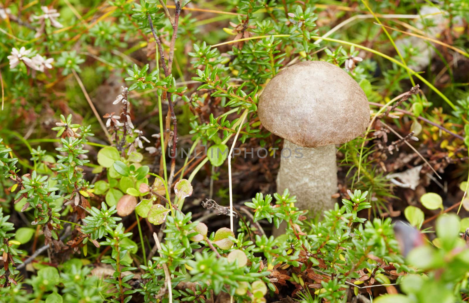 Among moss in a forest mushroom growing - boletus