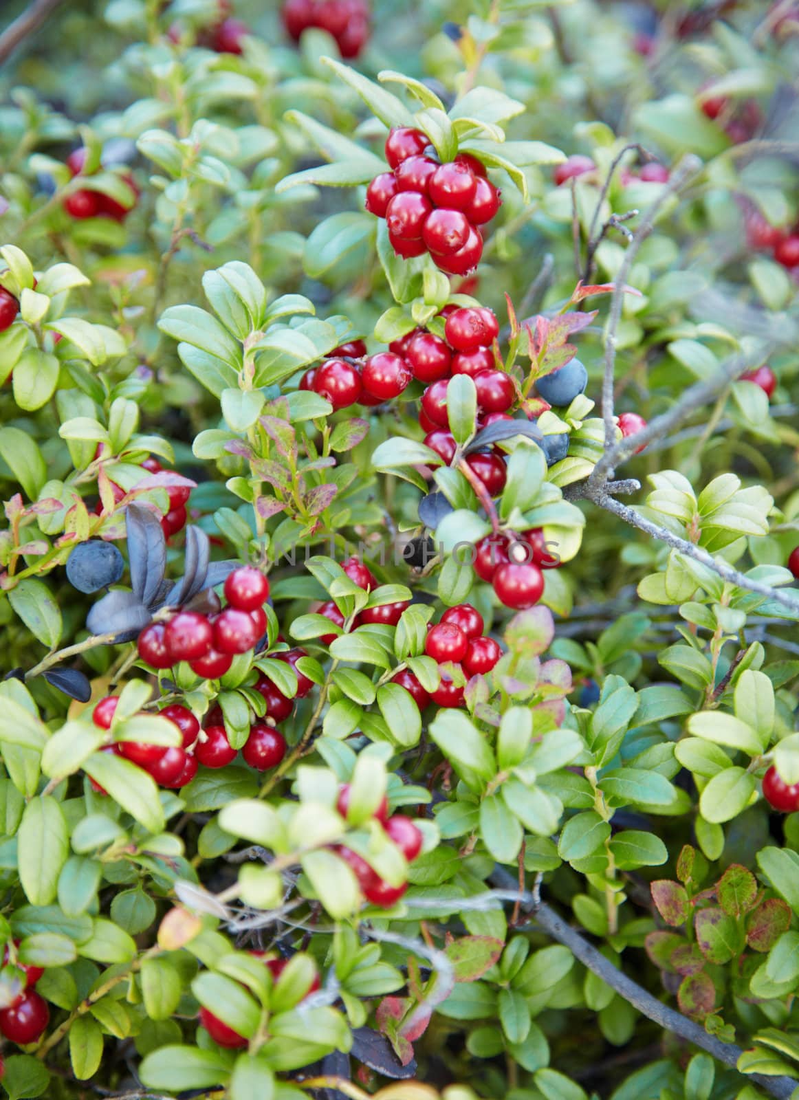 Abundantly fruiting bilberry in a forest close up