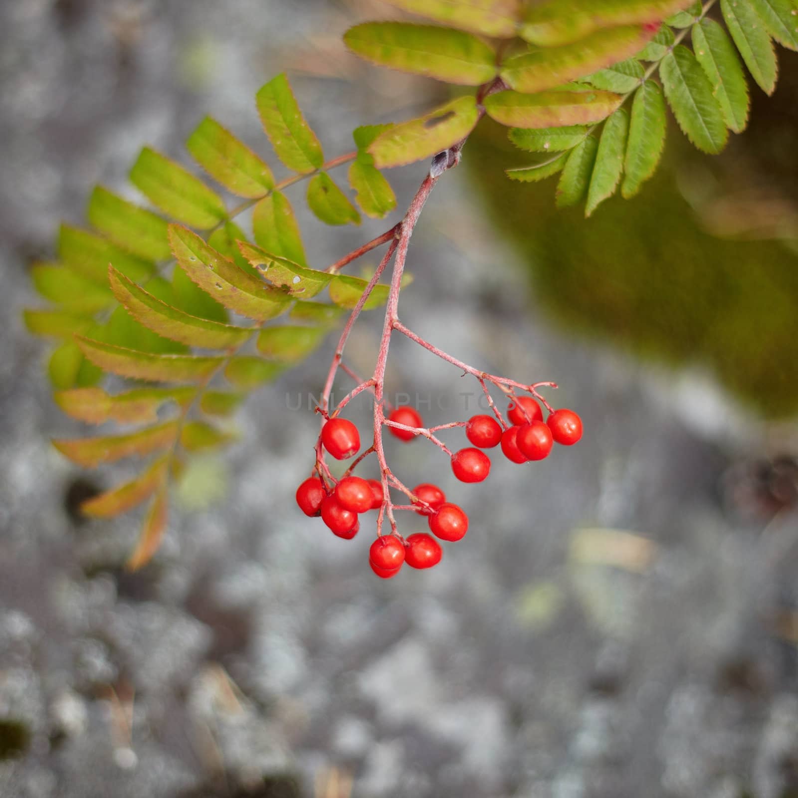 The fruits of the wild red mountain ash in the forest close