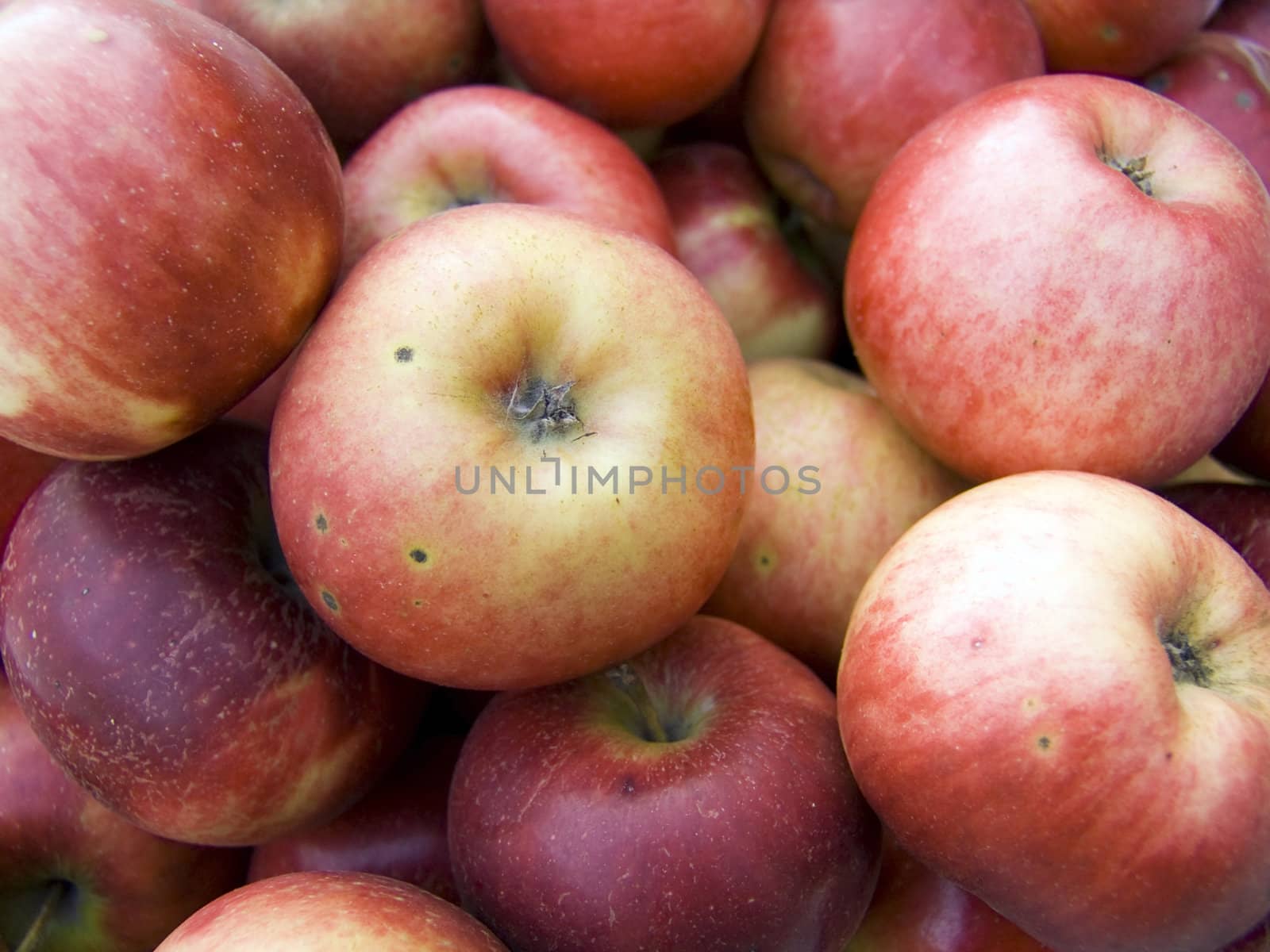 Agricultural background, a pile of beautiful red apples