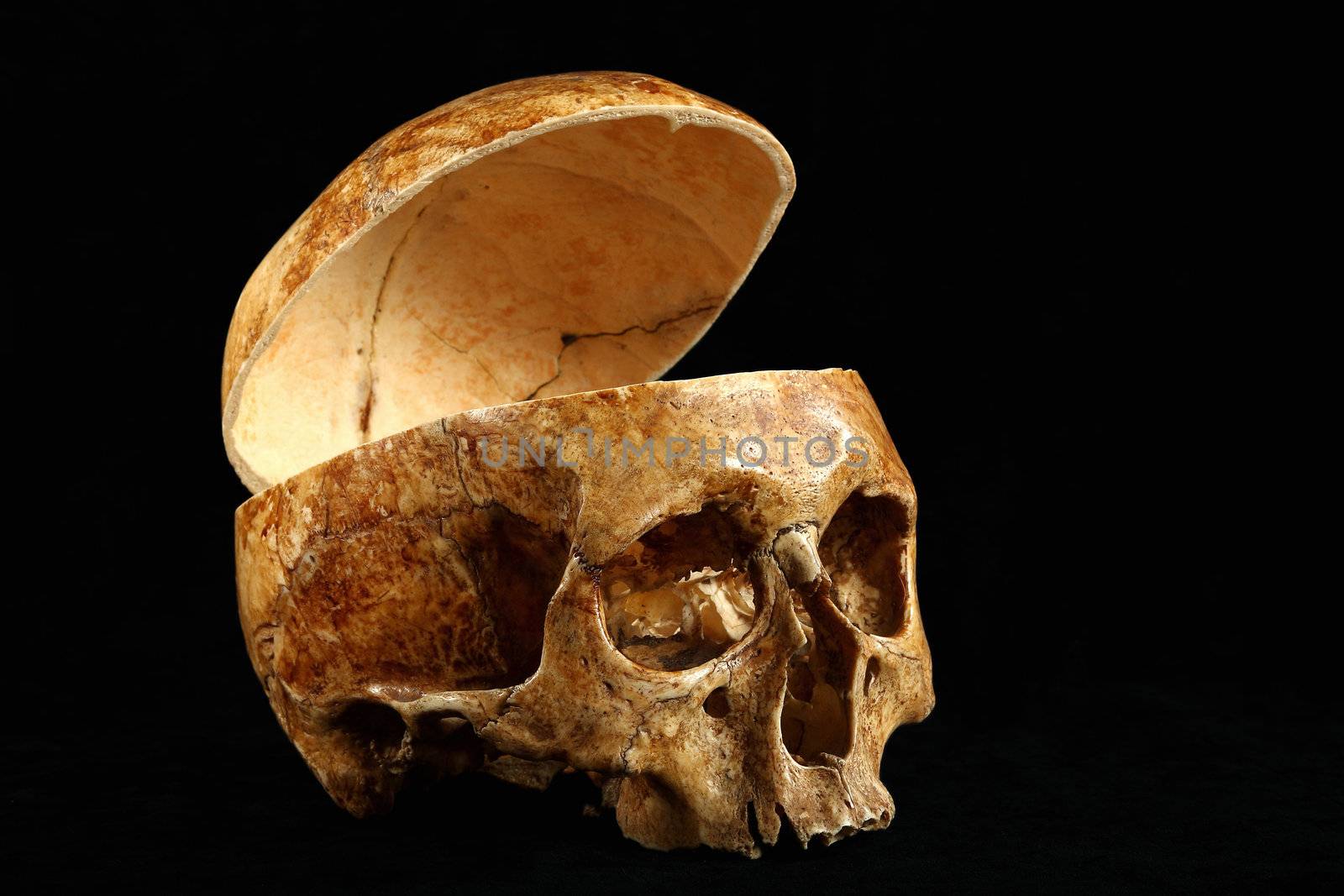 Skull of the person on a black background