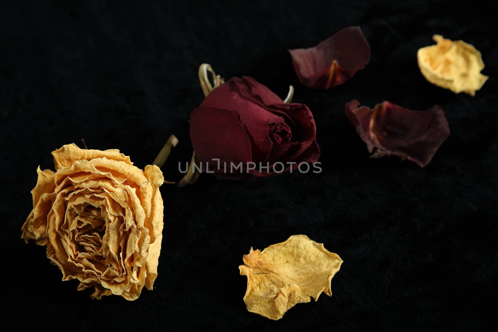 Dried roses by sveter